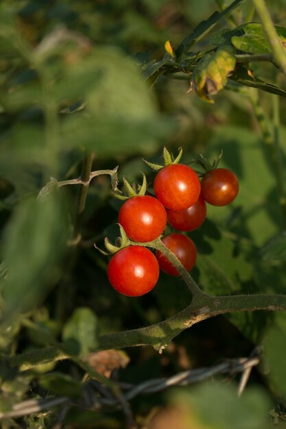 Frische Blaubeere auf weißem Hintergrund