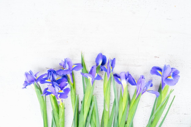 Frische blaue Irisblumen auf weißem Holzhintergrund