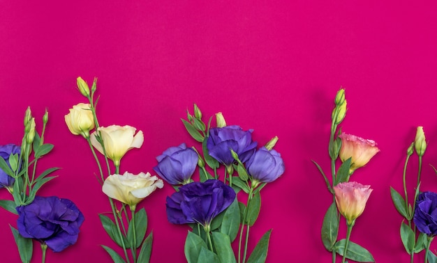 Frische blühende Blumen Eustoma Lisianthus