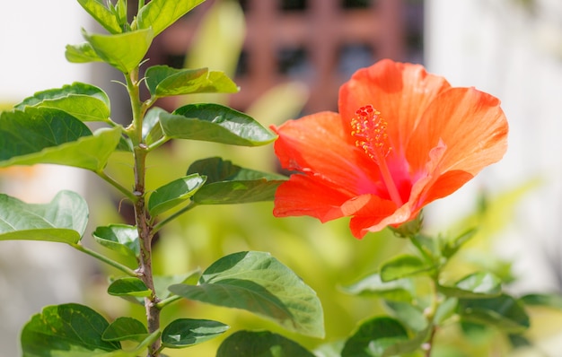 Foto frische blühende orange farbe hibiscus (rosenmalve) blume, dekorative blühende zimmerpflanze