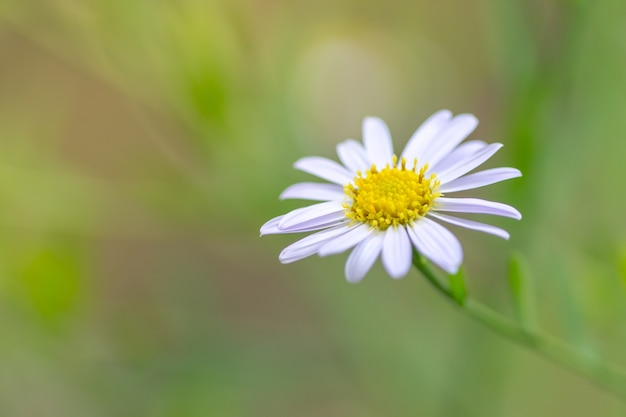 Frische Blume der tropischen Wiese des Grases für Gebrauch als Hintergrund