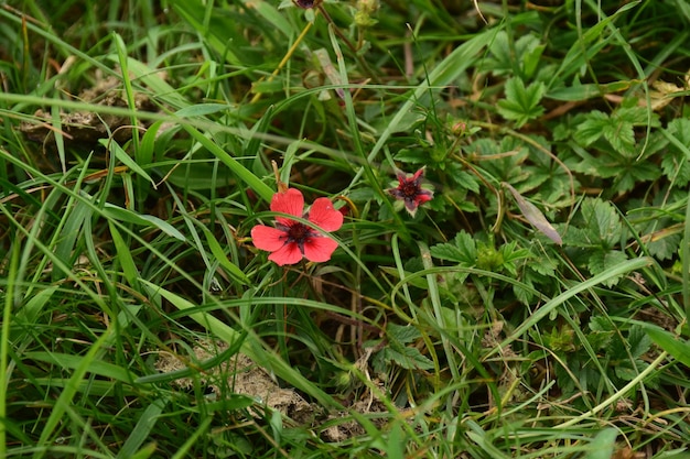 Frische Blume im Sommer