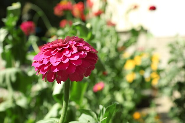 Frische Blume über Hintergrund des grünen Grases