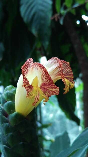 Foto frische blumen blühen im garten