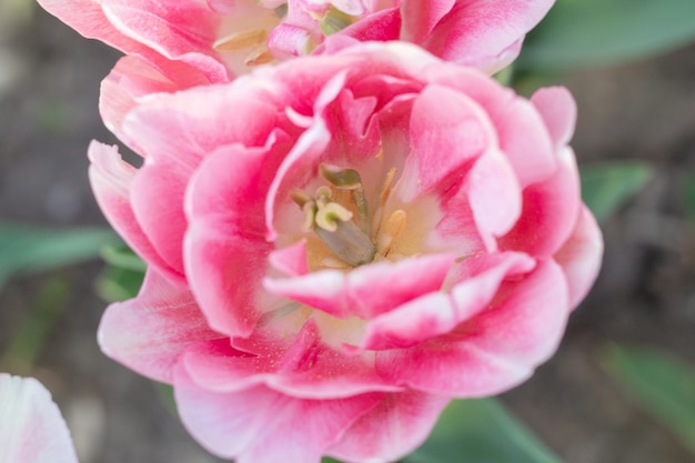 Frische Blumen der bunten Tulpen an einem undeutlichen Weichzeichnungsabschluß herauf bokeh