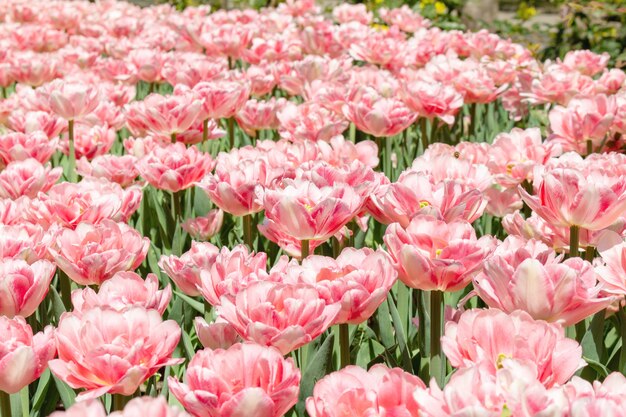 Frische Blumen der bunten Tulpen