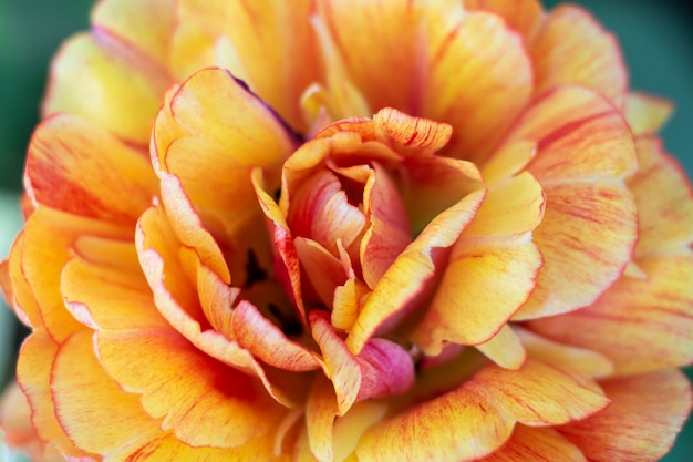 Foto frische blumen der orange tulpen schließen herauf bokeh