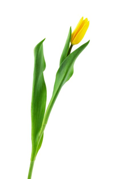 frische blumen frisch geschnittene gelbe und rosa tulpen mit isolierten blättern