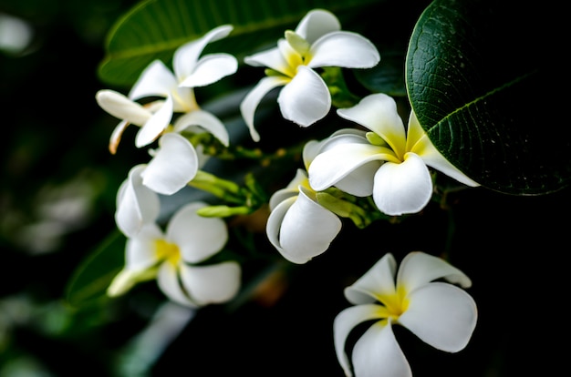 Frische Blumen im Garten