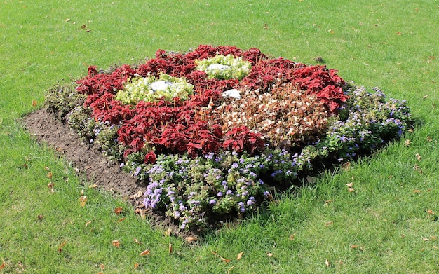 Frische Blumen im Garten