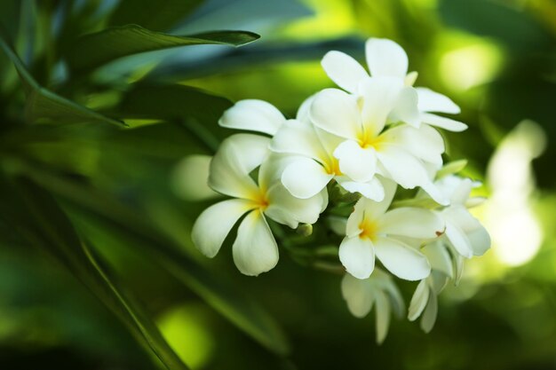 Frische Blumen über Grün lässt Nahaufnahme