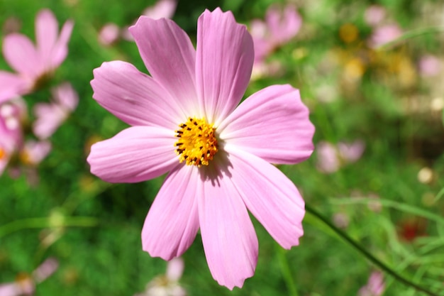 Frische Blumen über Hintergrund des grünen Grases