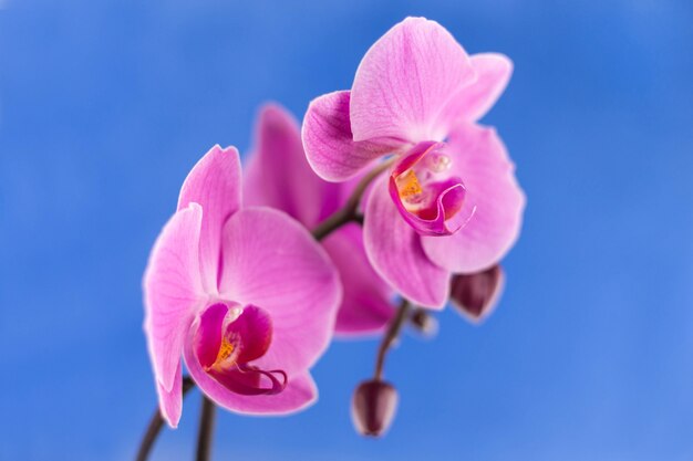 Frische Blumenorchidee auf Farbhintergrund