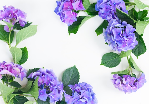Frische Blumenrahmen der blauen und violetten Hortensie auf Weiß