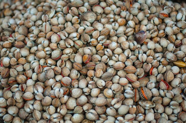 Frische Blutherzmuschel Anadara granosa im StraßenmarktxA