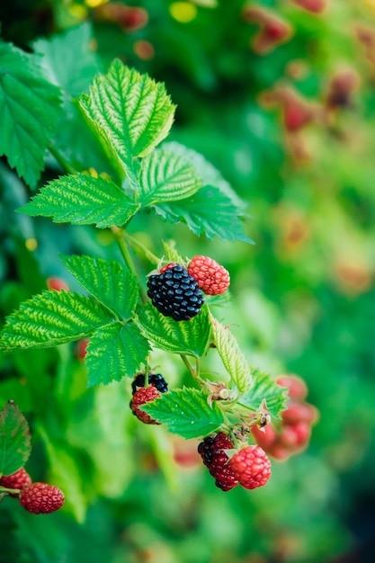 Frische Brombeeren im Garten Ein Haufen reifer Brombeerfrüchte auf einem Ast mit grünen Blättern