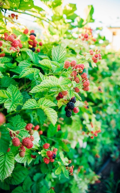 Frische Brombeeren im Garten Ein Haufen reifer Brombeerfrüchte auf einem Ast mit grünen Blättern