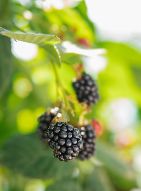 Frische Brombeeren im Garten Ein Haufen reifer Brombeerfrüchte auf einem Ast mit grünen Blättern