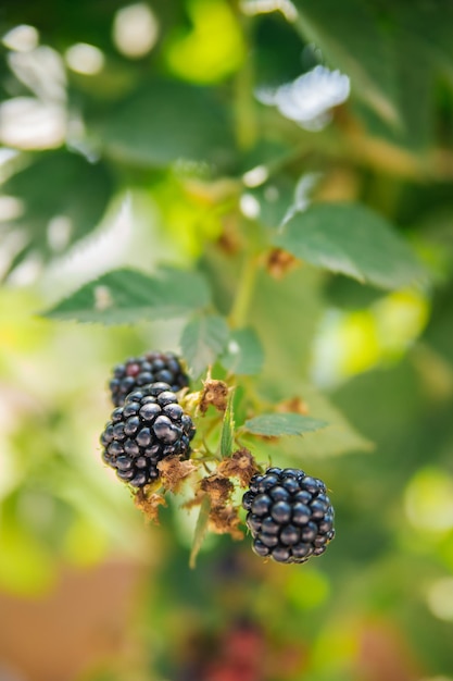 Frische Brombeeren im Garten Ein Haufen reifer Brombeerfrüchte auf einem Ast mit grünen Blättern