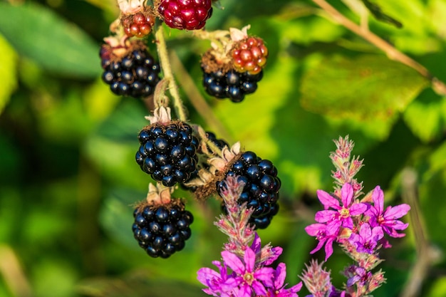 Frische Brombeeren in einem Garten mit wilden Blumen und grünem Hintergrund