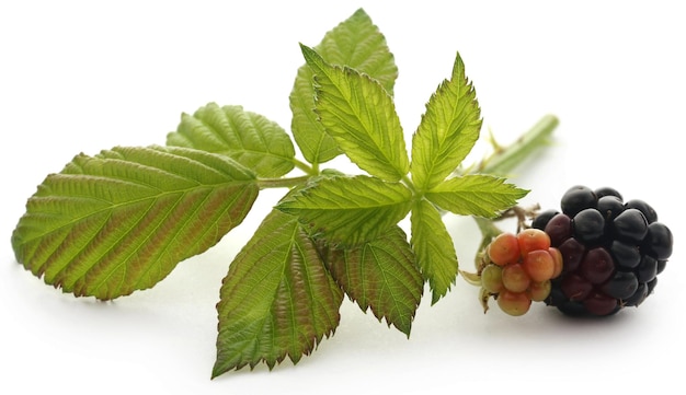 Frische Brombeeren mit grünen Blättern auf weißem Hintergrund