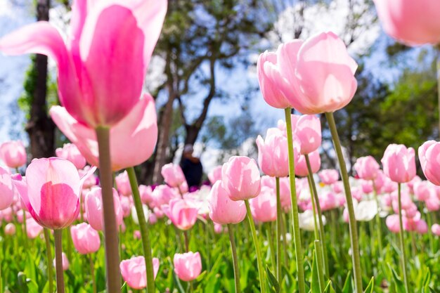 Frische bunte Tulpe mit Bokeh-Hintergrund.