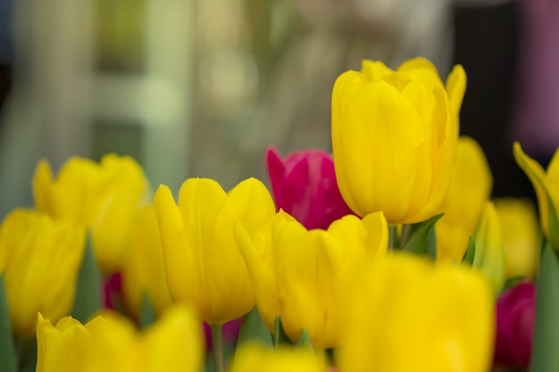 Foto frische bunte tulpen im warmen sonnenlicht