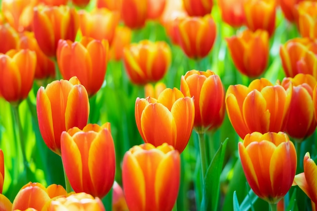 Frische bunte Tulpenblumenblüte im Garten