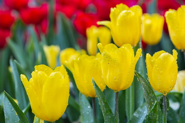 Foto frische bunte tulpenblumenblüte im garten.