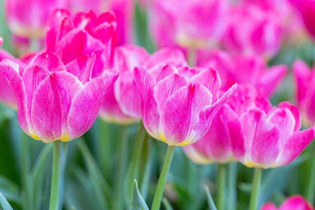 Frische bunte Tulpenblumenblüte im Garten.