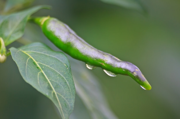 Frische Chilischoten, die mit Tropfenwasser wachsen