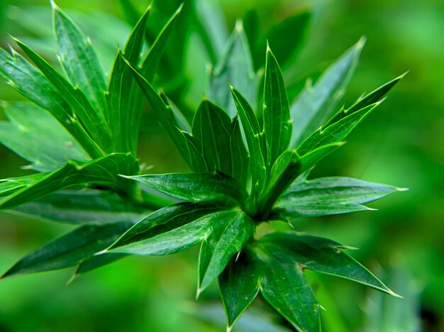 Frische Culantro-Blätter oder Eryngium foetidum-Blätter werden in Indonesien Walangi-Pflanzen genannt