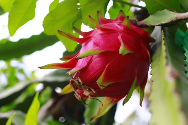 Frische Drachenfrucht Hylocereus megalanthus