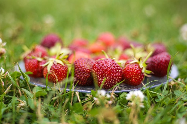 Frische Erdbeeren auf einem transparenten Teller im grünen Gras an einem sonnigen Sommertag