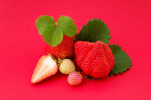 Frische Erdbeeren auf monochromem Hintergrund