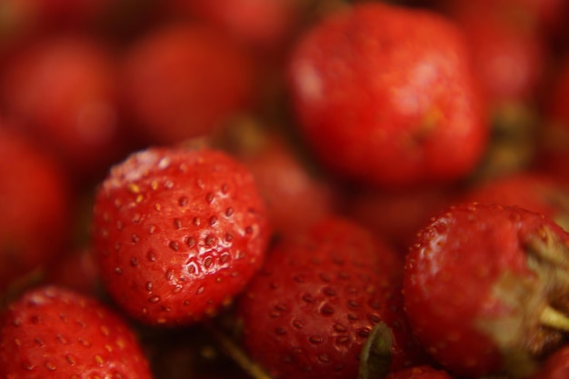 frische Erdbeeren aus dem Wald auffällige Farbe