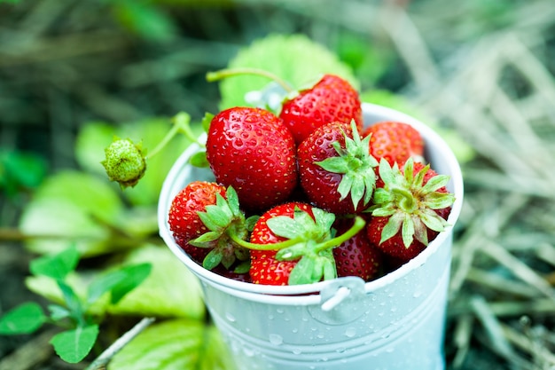 frische Erdbeeren gut zum Naschen