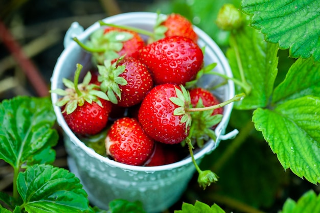 frische Erdbeeren gut zum Naschen