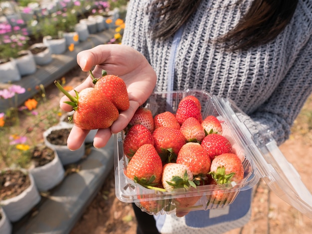 frische Erdbeeren im Garten