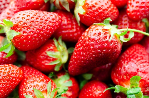 Frische Erdbeeren zum Verzehr bereit