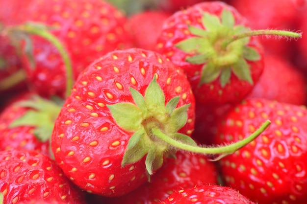 Frische Erdbeeren