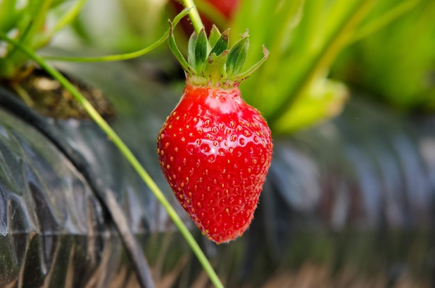 Foto frische erdbeeren