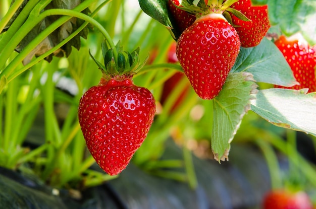 Foto frische erdbeeren