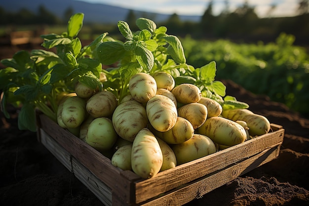 Frische Ernte frisch gesammelte Kartoffeln