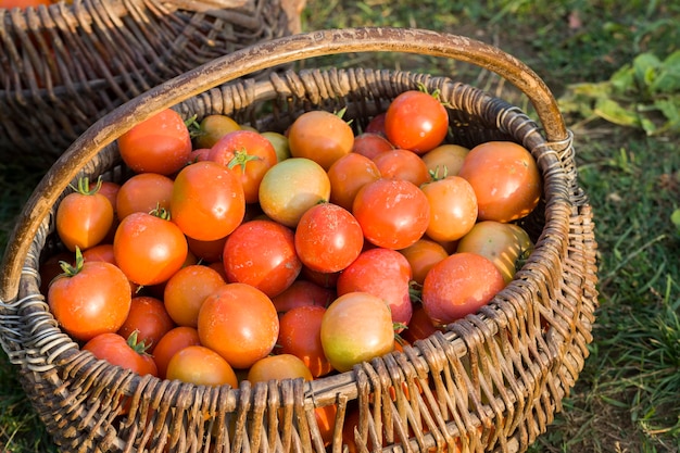 Frische Ernte rote Tomaten gesammelt in einem alten Korb, reife Tomaten auf dem Feld nach der Ernte von Tomaten und Gemüse