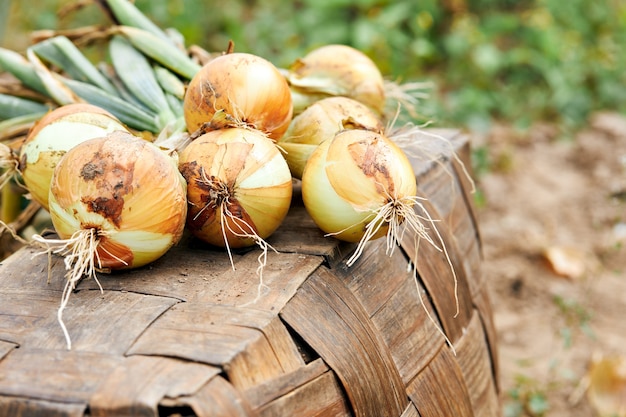 Frische Ernte von Bio-Zwiebeln