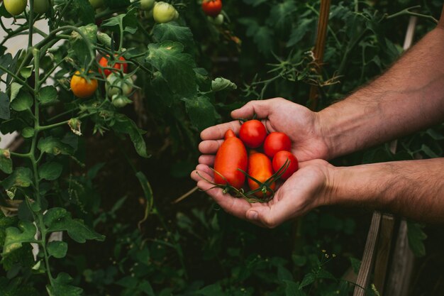 Frische Ernte von Tomaten in den Händen eines Bauern.