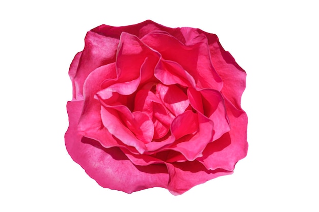 Frische erstaunliche rosa Rose Blume isoliert auf weißem Hintergrund Für Grafikdesign Flache Ansicht von oben Hochzeit Muttertag Valentinstag Konzept