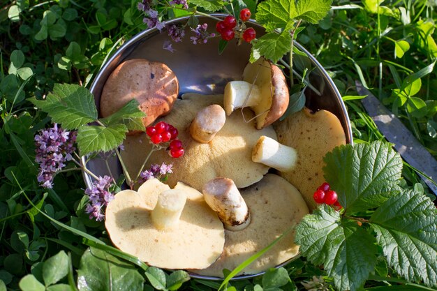 Frische, essbare Waldpilze in einer Metallschale auf dem grünen Gras. Stillleben von Wildpilzen.