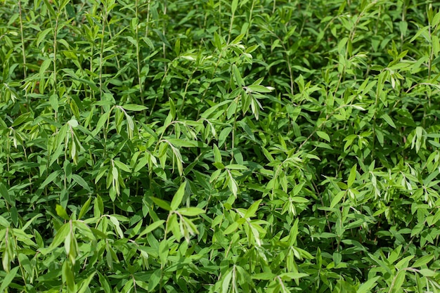 Frische Estragonen, die in einem Kräutergarten wachsen